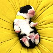 Bordoodles and Poodles from 5 Cent Canine Co.