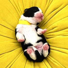 Bordoodles and Poodles from 5 Cent Canine Co.