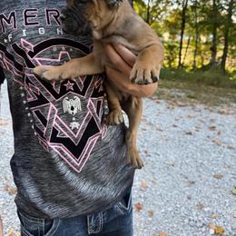Simon - Fawn male Cane Corso puppy in Brazil, In, Indiana from Lazy A Ranch & Kennels