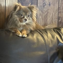 Pomeranian All Grown Up from Belinda Hokanson