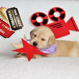 Golden Retriever Puppies from Maywood Goldens