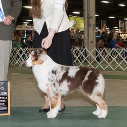Australian Shepherds from Bluegrass Australian Shepherds