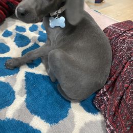 Weimaraner Puppies from North Georgia Weims