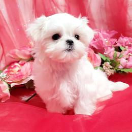 Mert - White male Maltese puppy in Fresno, California from Soua's Pups