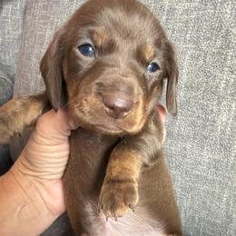 Rose - Chocolate and tan female Dachshund puppy in Tonopah, Arizona from Brandie's Dachshunds