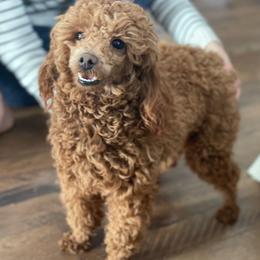 Lilly - Poodle