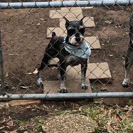 cheyenne - Miniature Schnauzer