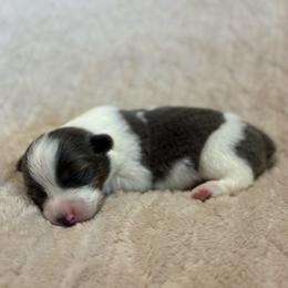 Aspen - Gray and white female American Corgi puppy in Decatur, Texas from Bar S Corgis