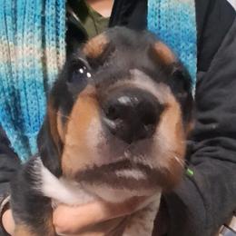 Daisy - White black and tan female Beagle puppy in East Providence, Rhode Island from Amanda's Beagles