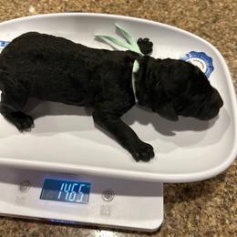 Cairo - Silver male Poodle puppy in Mobile, Alabama from Semmy’s Standard Poodle LLC
