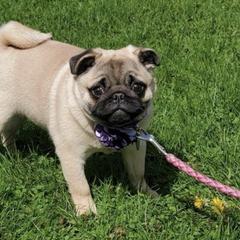 Pugs from Paradise Paws of PA