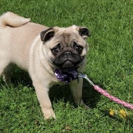 Pugs from Paradise Paws of PA