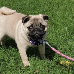 Pugs from Paradise Paws of PA