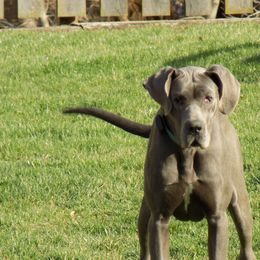 Claudia - Great Dane