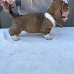 Basset Hound Puppies from Autumn Oak Basset Hounds