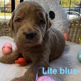 Light Blue - Chocolate female Goldendoodle puppy in Clermont, Florida from Da Ruba Doodles