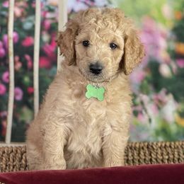 Labradoodle and Poodle Puppies from Secret Society Exotics