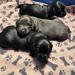 Dachshund Puppies from Doxie Gang