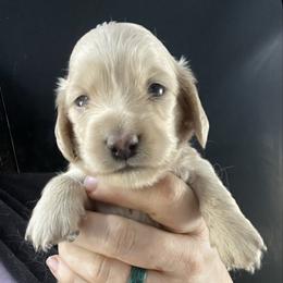 Mary Ann - Cream female Dachshund puppy in Bigfork, Minnesota from Dachshunds Up North