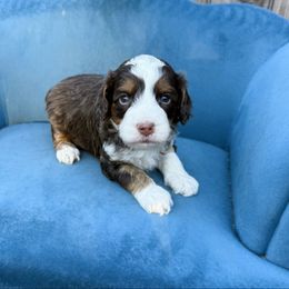 Tri Mini - Tri-color male Australian Labradoodle puppy in Wamego, Kansas from Doodles of Oz