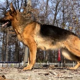 Lunna - German Shepherd