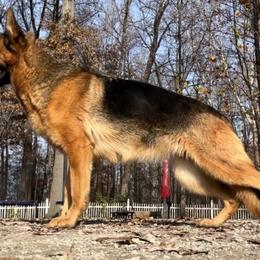 Lunna - German Shepherd
