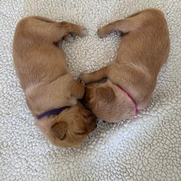 Pick - Dark golden female Golden Retriever puppy in Huntington Beach, California from Beach Cities Golden Retrievers