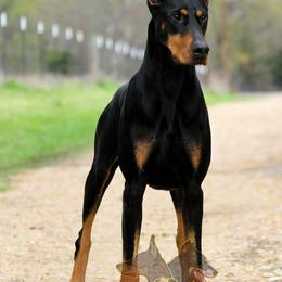 Einar - Doberman Pinscher