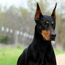 Einar - Doberman Pinscher