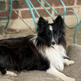 Gidget - Toy Shetland Sheepdog