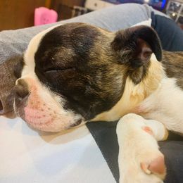 Boston Terriers and Yorkipoos from Syd's Designer Breeds of NC