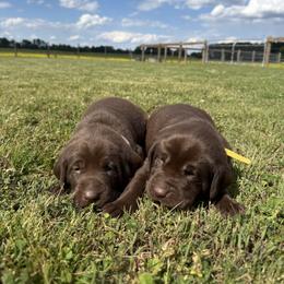 Labrador Retriever Puppies from Sleepy Hound Farm