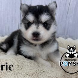Brie - Black and white female Pomsky puppy in Eastman, Georgia from Once Upon A Pomsky