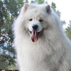 Meeko - Samoyed