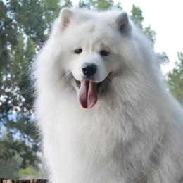 Meeko - Samoyed