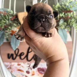 Fawn boy 1 - Fawn and white male French Bulldog puppy in Washington, Pennsylvania from Crooked Pine French Bulldogs