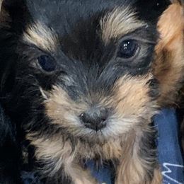 Yorkshire Terriers from Penn's Pups