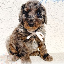 Sparkler - Merle male Goldendoodle puppy in California City, California from Summer Sun Doodles