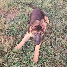 Green - Black and red female German Shepherd puppy in Carbondale, Kansas from T and M Elite Europeans German Shepherds