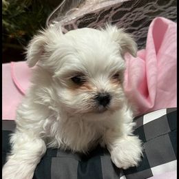 Cavapoo, Cockapoo, Maltese, and Poodle Puppies from Clearview Canines