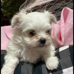 Cavapoo, Cockapoo, Maltese, and Poodle Puppies from Clearview Canines