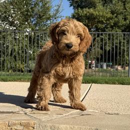 Goldendoodle and Labrador Retriever Puppies from BV Labs & Doodles