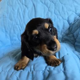 Dachshund Puppies from Spring Valley Dachshunds