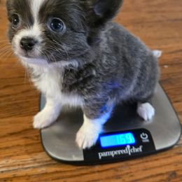 Blue - Blue and white male Chihuahua puppy in Amity, Pennsylvania from Baxters Chihuahuas