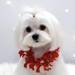 Maddie - Maltese