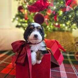 Nutmeg - Tri-color female Bernedoodle puppy in Russell Springs, Kentucky from 270 Doodles