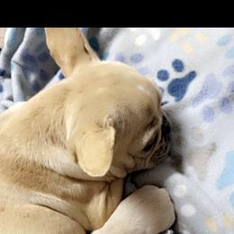 Aspen - French Bulldog