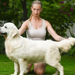 Golden Retriever puppies from WindChime Goldens