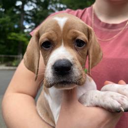 Green Girl - Orange and white female Pointer puppy in Olympia, Washington from Birdsboro Pointers