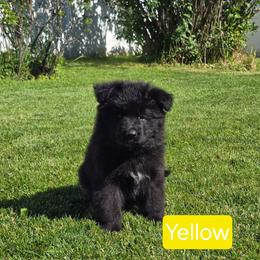 Yellow Collar - Black female German Shepherd puppy in Sumner, Iowa from Vom Wilke Kennels